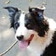 Profile image of border collie Gizmo