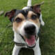 Profile image of jack Russel called Jack