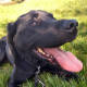 Profile image of black labrador Riley