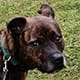 Profile image of staffordshire bull terrier spike.